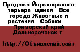 Продажа Йоркширского терьера, щенки - Все города Животные и растения » Собаки   . Приморский край,Дальнереченск г.